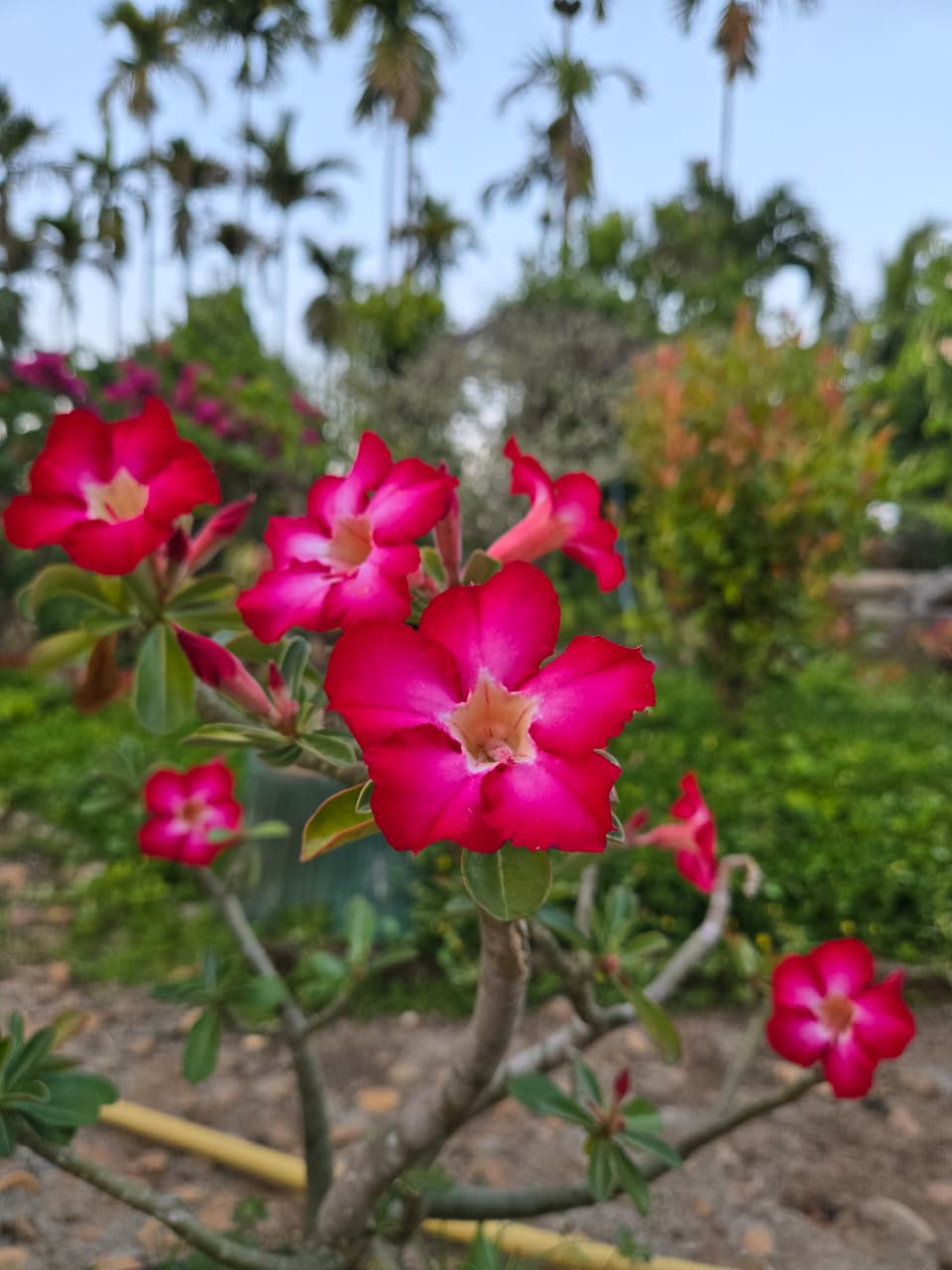 Sriniketana Homestay garden