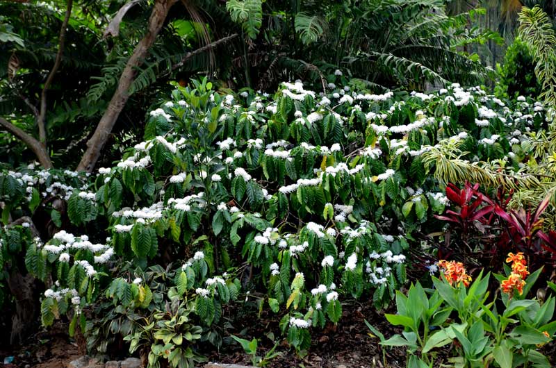 Sriniketana Homestay grounds