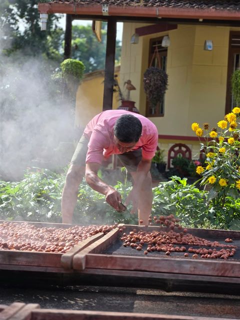Arecanut harvesting at Sriniketana Homestay
